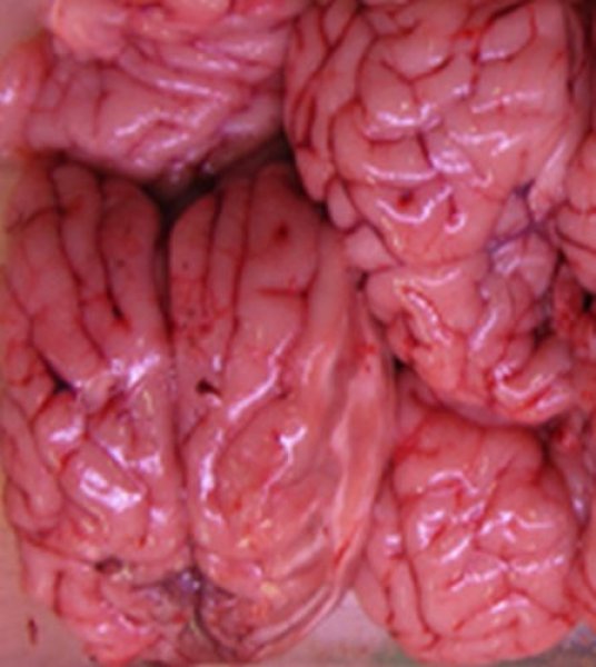 Photo1: Mutton/Sheep Brain 羊脳 WHOLE (1)