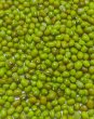 Photo2: Moong Whole（Green gram) 1kg / 緑豆皮付き (2)