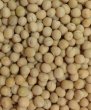 Photo3: White Peas BIG 1kg / エンドウ豆（大） (3)
