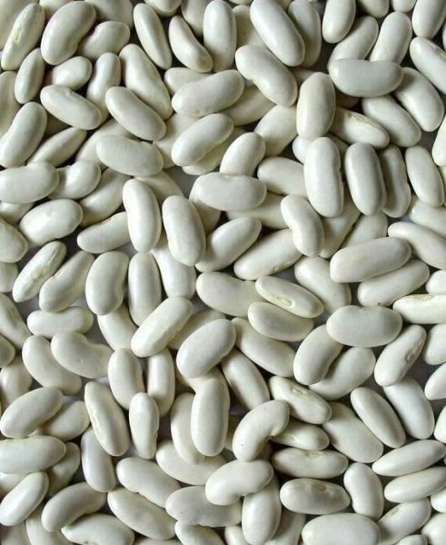 Photo1: White Rubia 1kg / 白インゲン豆 (1)