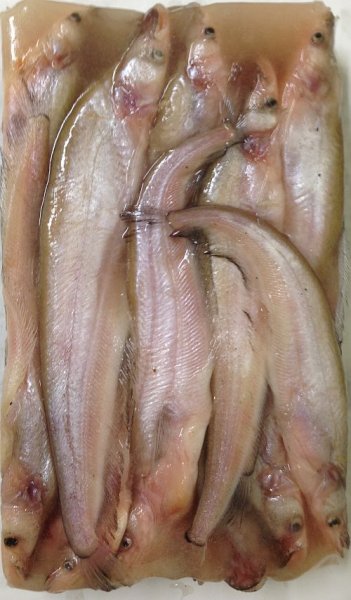 Photo3: 【12%OFF】PABDA FISH 500g / BD産 パブダ 500G (3)