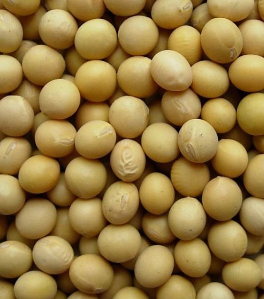 Photo1: Soybeans 1kg / 大豆 (1)