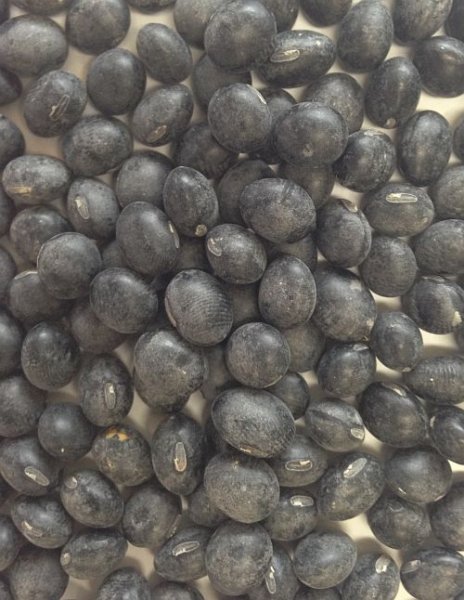 Photo1: BLACK SOYBEAN 1kg / 黒豆 (1)