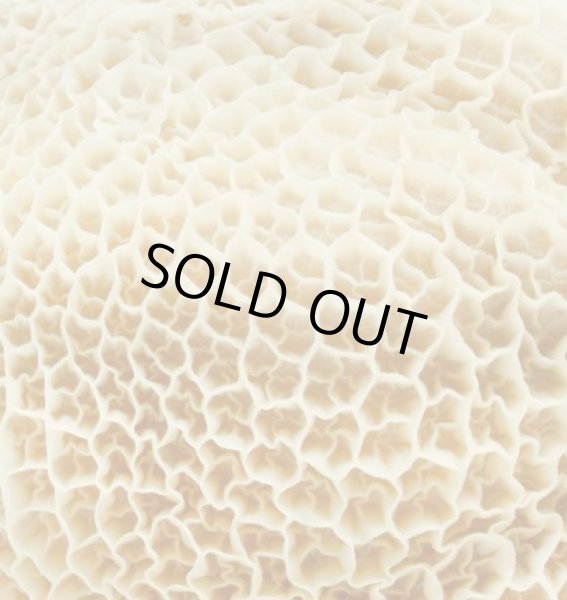 Photo2: BEEF TRIPE 1kg / 牛トライプ  牛胃部(ハチノス) (2)