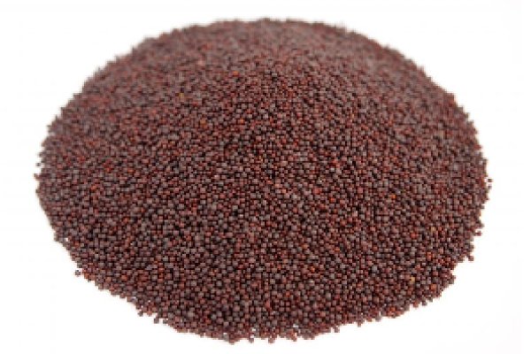 Photo1: MUSTARD SEED 100g・500g / マスタードシード (1)