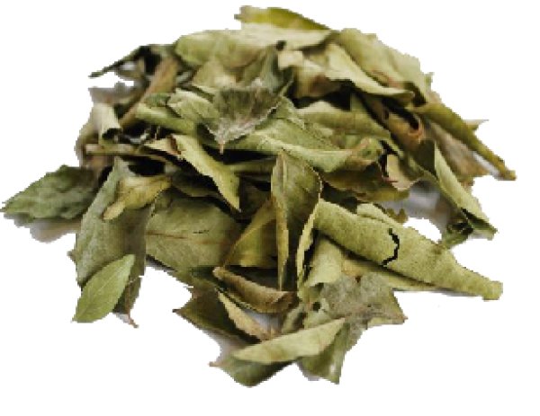 Photo1: CURRY LEAF 100g / カレーリーフ (1)