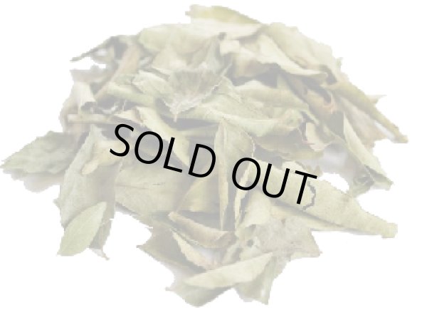 Photo1: CURRY LEAF 100g / カレーリーフ (1)