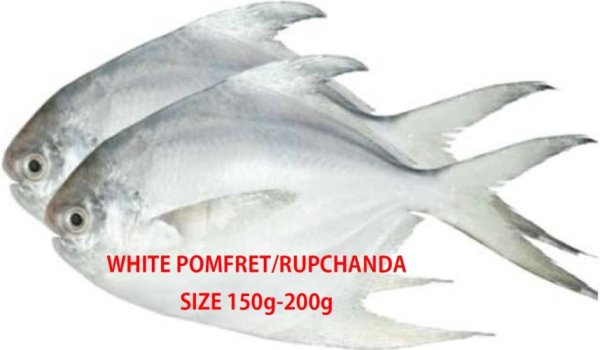 Photo1: Rupchanda / Silver Pomfret, SIZE:150-200g [2,100￥/Kg], PRICE DEPENDS ON ACTUAL WEIGHT：(キロ当たりの値段を表記しております) (1)