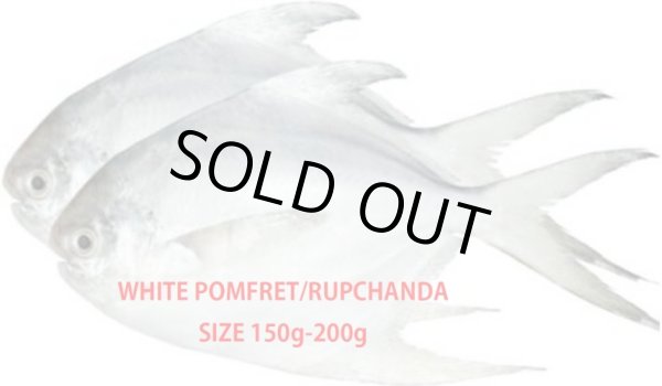 Photo1: Rupchanda / Silver Pomfret, SIZE:150-200g [2,100￥/Kg], PRICE DEPENDS ON ACTUAL WEIGHT：(キロ当たりの値段を表記しております) (1)
