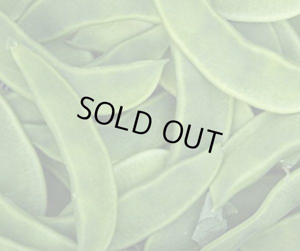 Photo1: SHEEM 300g/ シーム (1)