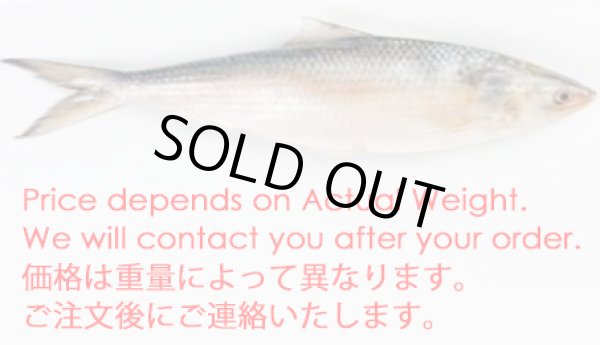 Photo1: HILSHA 1.0-1.2kg  (2200yen/kg) / ヒルサ (1)