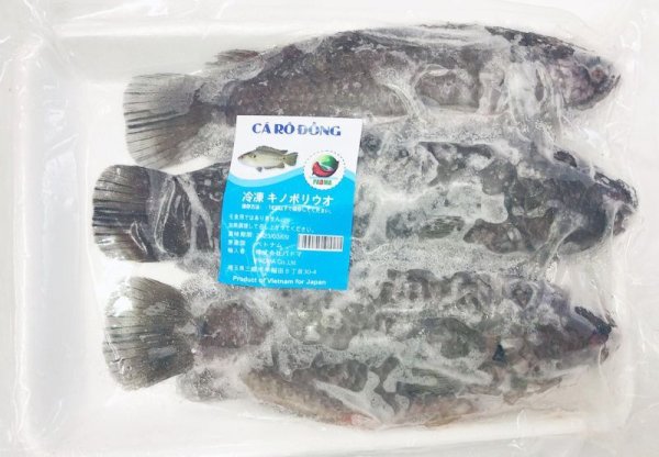 Photo1: CLIMBING PERCH 500g / キノボリウオ  (1)