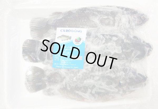 Photo1: CLIMBING PERCH 500g / キノボリウオ (1)