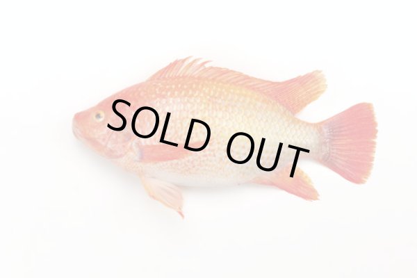 Photo1: RED TILAPIA 400-600g / 赤いティラピア (1)