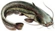 Photo2: WALKING CATFISH WHOLE 1pc(900-1300g)(1040yen/kg)  / ナマズホール1匹(900-1300g)(1040円/kg) (2)