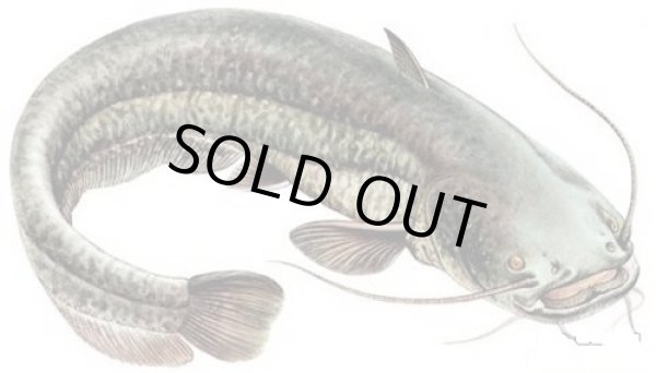 Photo2: WALKING CATFISH WHOLE 1pc(900-1300g)(1040yen/kg)  / ナマズホール1匹(900-1300g)(1040円/kg) (2)