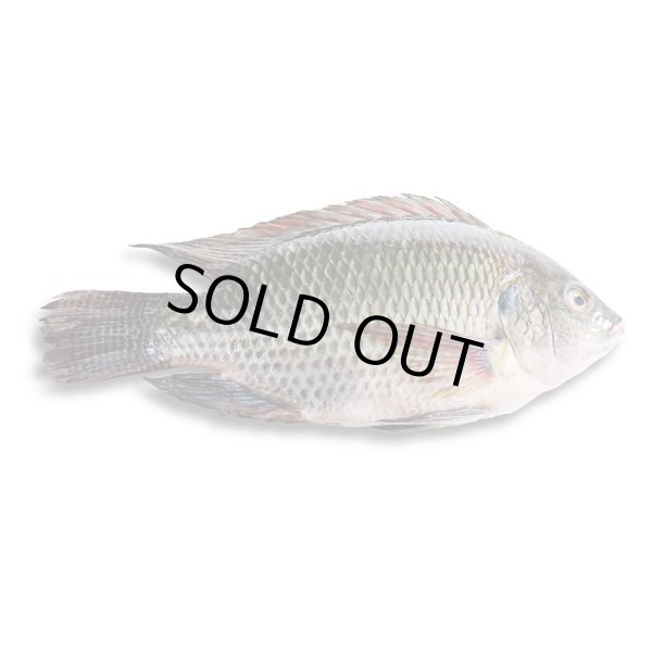 Photo1: TILAPIA  THAI  400-500g / タイティラピア [640￥/Kg] (1)