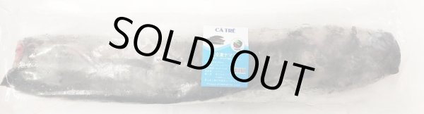 Photo1: WALKING CATFISH WHOLE 1pc(900-1300g)(1040yen/kg)  / ナマズホール1匹(900-1300g)(1040円/kg) (1)