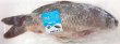 Photo1: COMMON CARP WHOLE 1pc(900-1200g)(1200yen/kg) / 鯉ホール1匹(900-1200g)(1200円/kg) (1)