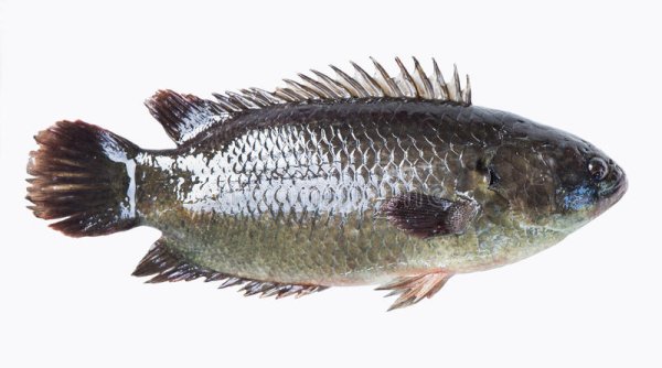 Photo2: CLIMBING PERCH 500g / キノボリウオ (2)