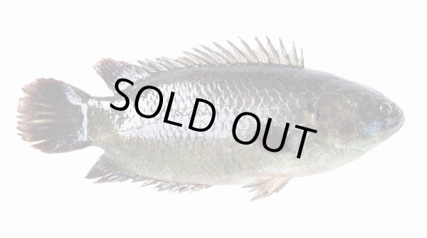 Photo2: CLIMBING PERCH 500g / キノボリウオ (2)