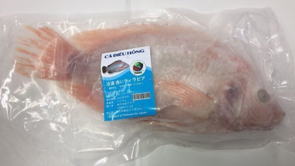 Photo2: RED TILAPIA 400-600g / 赤いティラピア (2)