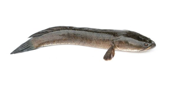 Photo2: SNAKEHEAD WHOLE 1pc (900-1200g)(1050yen/kg) / ライギョホール1匹 (900-1200g)(1050円/kg) (2)