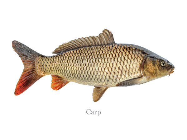Photo2: 【33%OFF】COMMON CARP WHOLE 1pc(900-1200g) / 鯉ホール1匹(900-1200g) (2)
