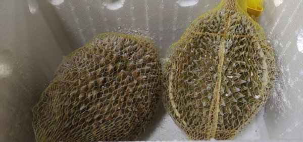 Photo2: Frozen Durian Whole 3-3.5kg (1380yen/kg) / ドリアンホール (2)