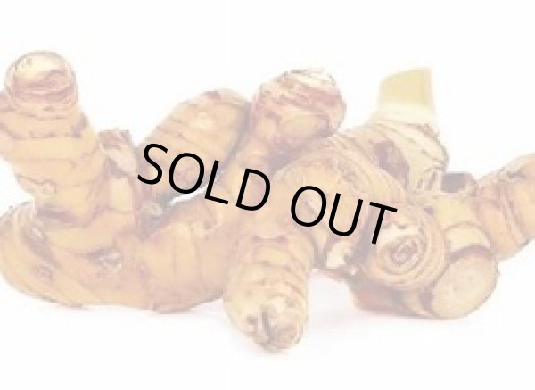 Photo1: Galangal 250g / ガランガ (1)
