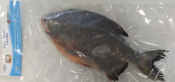 Photo1: RED POMFRET WHOLE 1pc(around1kg) / 冷凍マナガツオ 1尾(約1kg) (1)