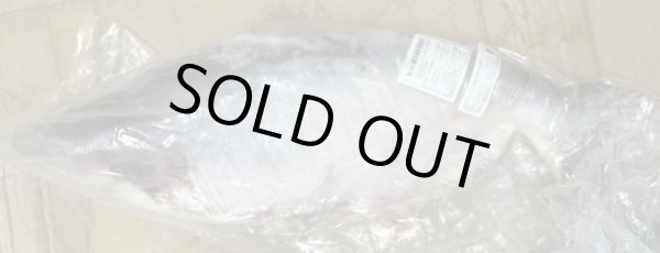 Photo2: PANGUSH WHOLE CUT 4kg UP(880yen/kg) / パンガシホールカット [BANGLADESH / バングラデシュ] (2)