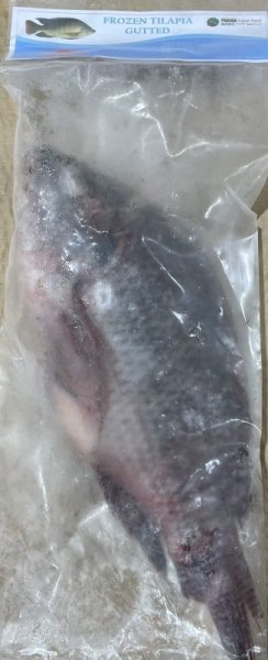 Photo2: TILAPIA  THAI  400-500g / タイティラピア [640￥/Kg] (2)