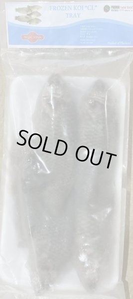 Photo2: KOI 500g TH / コイ（キノボリウオ） (2)