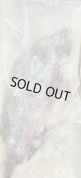 Photo3: TILAPIA  THAI  400-500g / タイティラピア [640￥/Kg] (3)