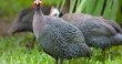 Photo4: TITIR BIRDS (1200g〜1800g) [GUINEA FOWL GRILLER], 1,880￥/Kg (4)