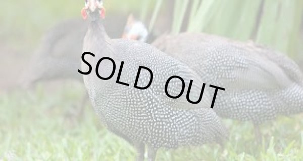 Photo4: 【25%OFF】TITIR BIRDS (1600g) [GUINEA FOWL GRILLER] (4)