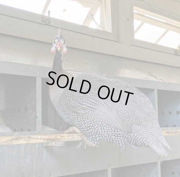 Photo3: 【25%OFF】TITIR BIRDS (1600g) [GUINEA FOWL GRILLER] (3)