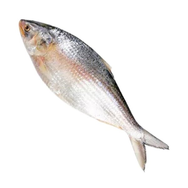 Photo2: HILSHA 1.5-2.0kg MYANMAR(2,900yen/kg) / ミャンマー産 ヒルサ 1.5-2.0kg (2)