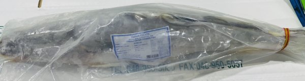 Photo2: AYER WHOLE CUT 1.5 Kg UP (1,250¥/Kg)/ アイル魚ホールカット (2)