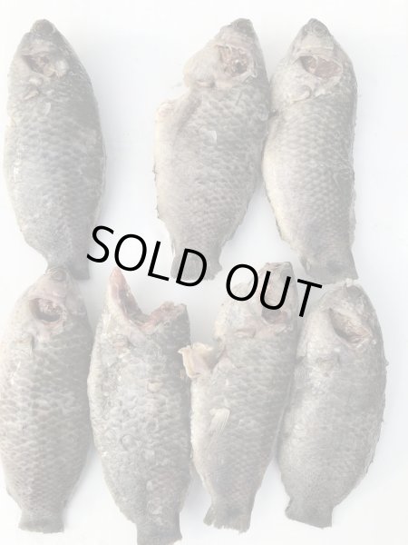 Photo2: KOI 1000g BD / コイ（キノボリウオ） (2)