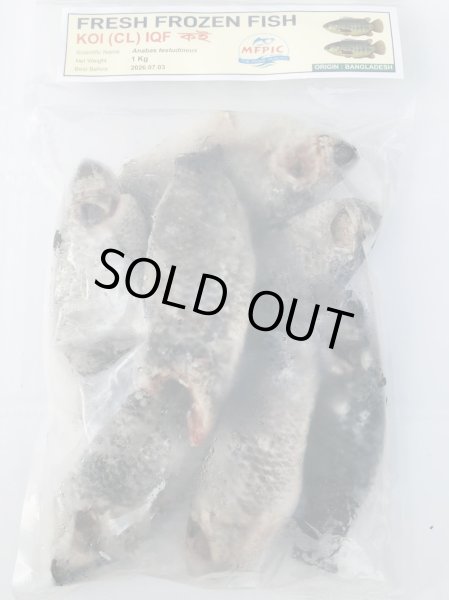 Photo1: KOI 1000g BD / コイ（キノボリウオ） (1)