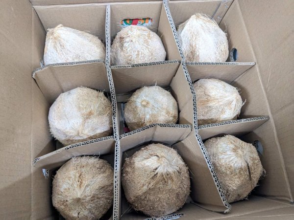 Photo1: FRESH  COCONUT 9pcs / ココナッツ 9個入り (1)