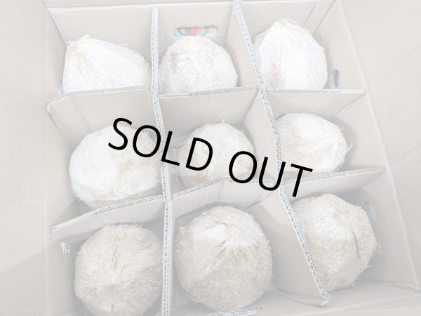 Photo1: FRESH  COCONUT 9pcs / ココナッツ 9個入り (1)