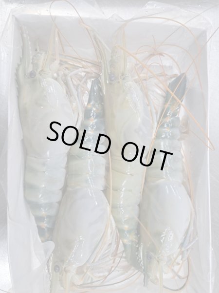 Photo1: SHRIMP 6-8 BD 500g(3-4p) /エビ 6-8 BD産500g(3-4p) (1)