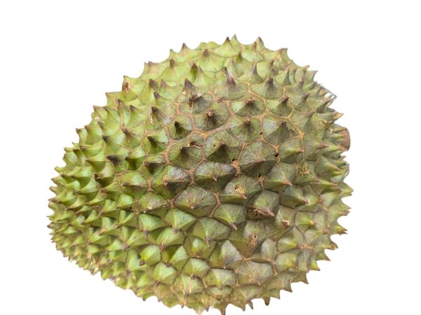 Photo1: FRESH DURIAN WHOLE2.5~2.7kg / ドリアンホール (1)
