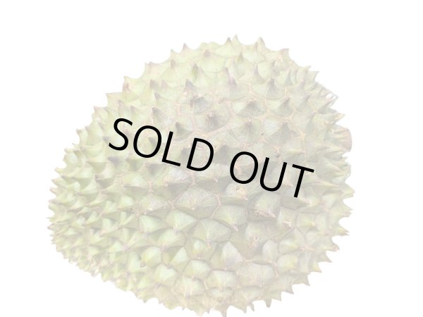 Photo1: FRESH DURIAN WHOLE2.5~2.7kg / ドリアンホール (1)