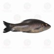 Photo1: KALI BAUSH 800g ~ 1000G  / BD産 カリバウシュ 800g ~1000g [PRICE OF PER PCS] (1)