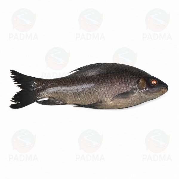Photo1: KALI BAUSH 800g ~ 1000G  / BD産 カリバウシュ 800g ~1000g [PRICE OF PER PCS] (1)