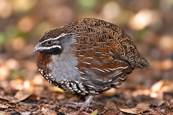 Photo3: QUAIL BIRD 900g / うずら肉 900g (3)